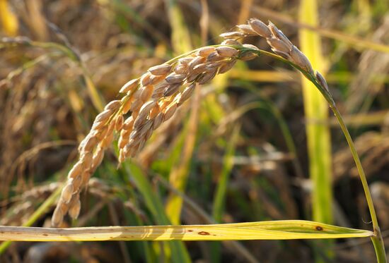 Rice harvest in Krasnodar Territory