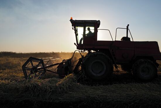 Rice harvest in Krasnodar Territory