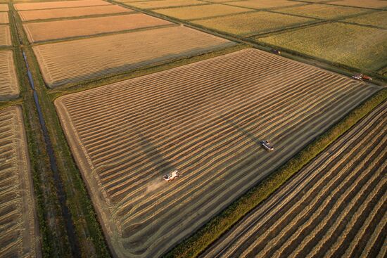 Rice harvest in Krasnodar Territory