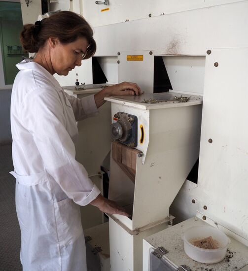 Rice harvest in Krasnodar Territory