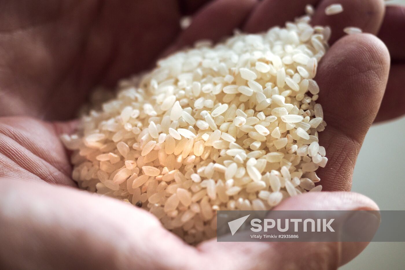 Rice harvest in Krasnodar Territory