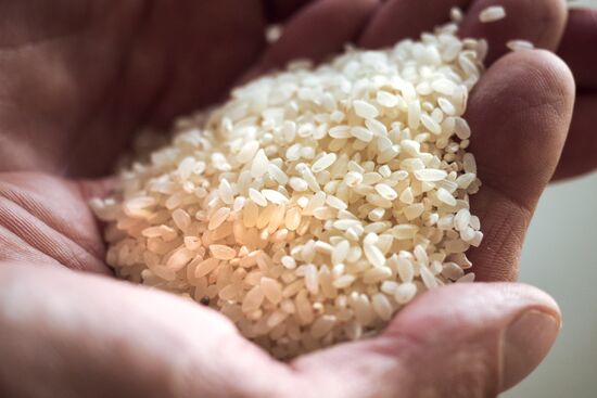 Rice harvest in Krasnodar Territory