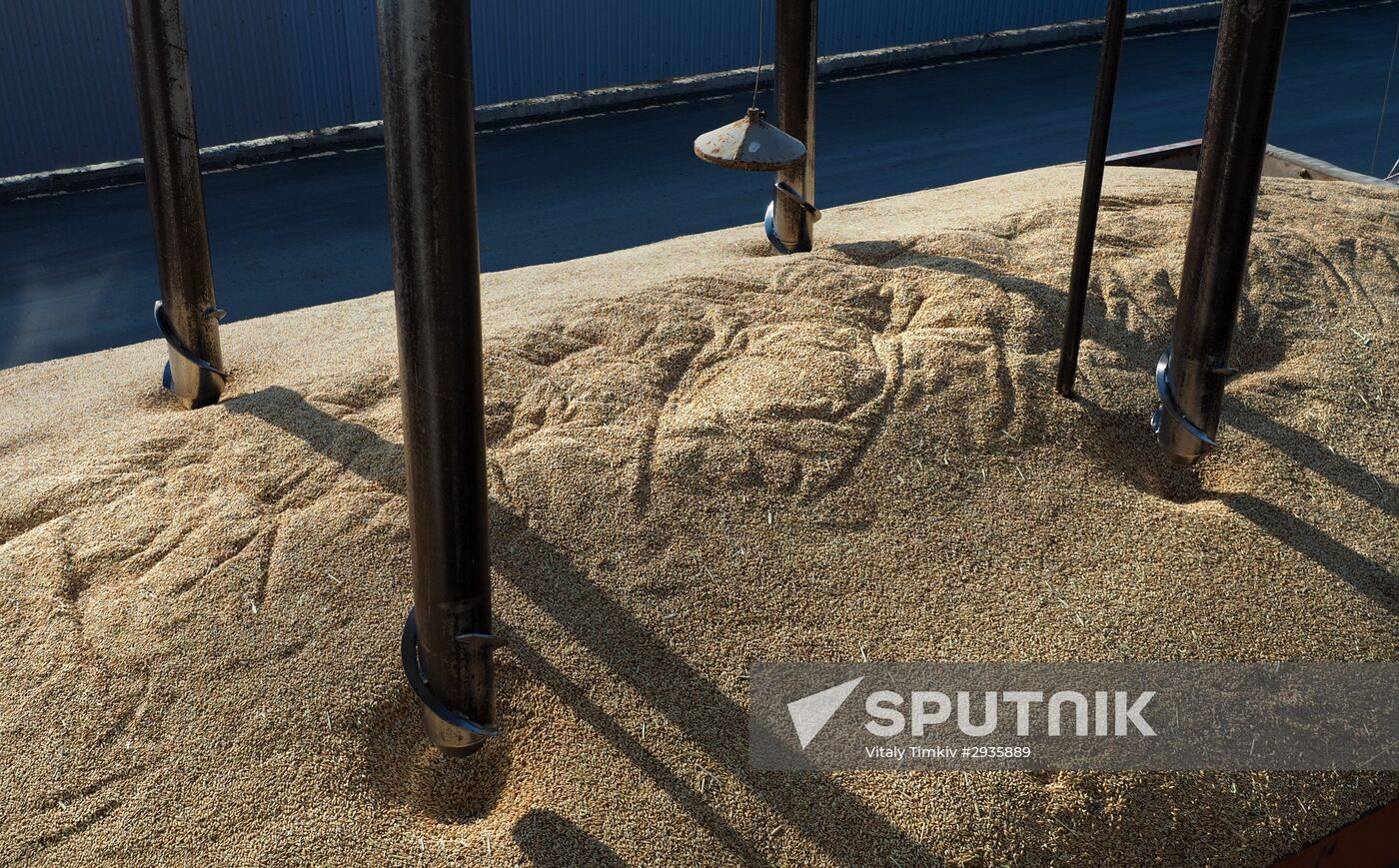 Rice harvest in Krasnodar Territory