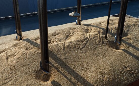 Rice harvest in Krasnodar Territory