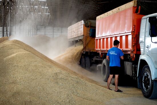 Rice harvest in Krasnodar Territory