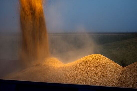 Rice harvest in Krasnodar Territory