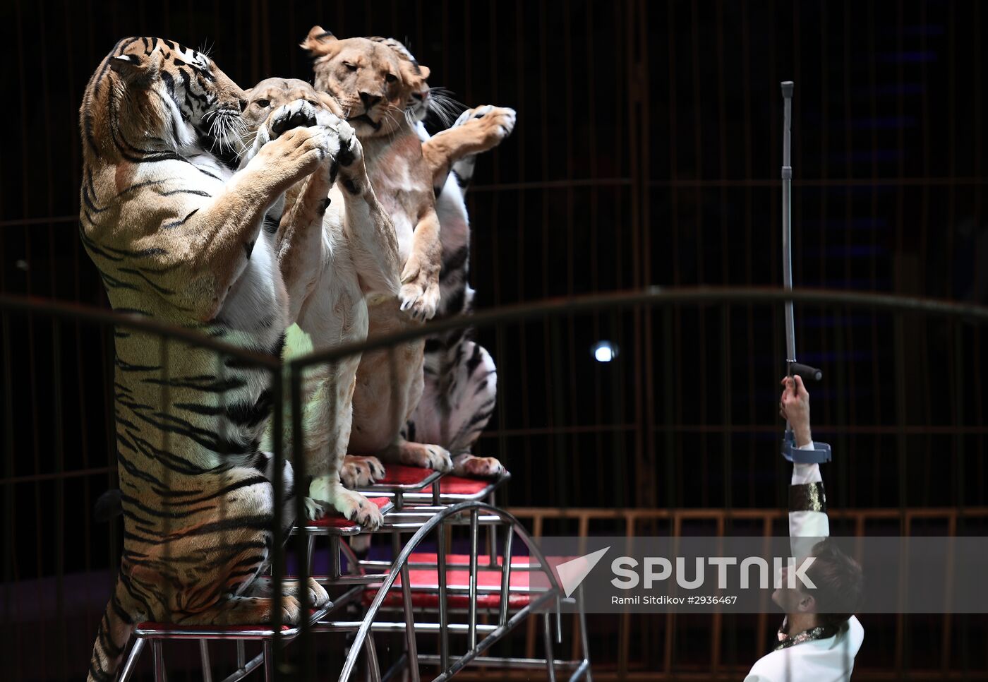 Idol circus festival winners stage show