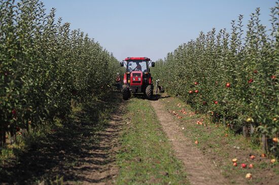 Apple harvesting in Krasndar Region