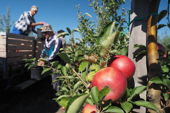 Apple harvesting in Krasndar Region