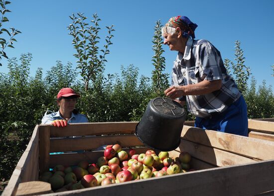 Apple harvesting in Krasnodar Region