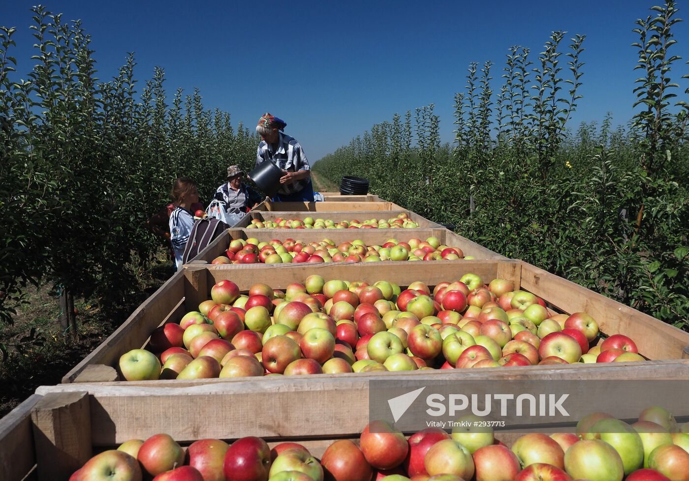 Picking apples in the Krasnodar Region.
