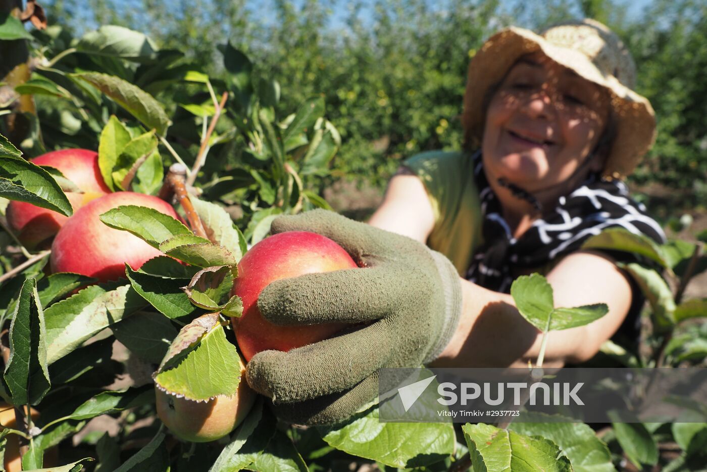 Picking apples in the Krasnodar Region.