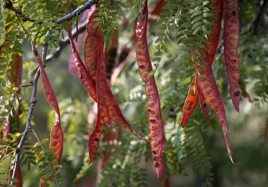 Russian regions. Crimea