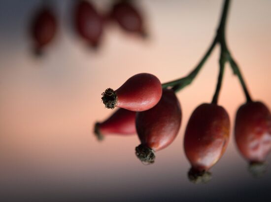 Russian regions. Crimea