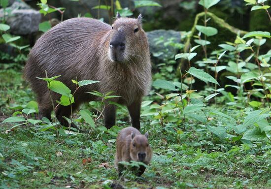 Capybaras at Kaliningrad Zoo