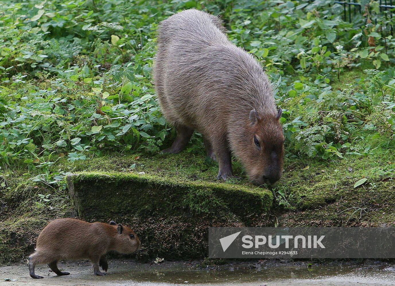 Capybaras at Kaliningrad Zoo