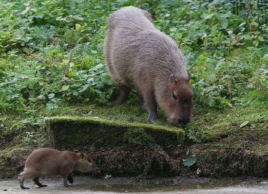 Capybaras at Kaliningrad Zoo