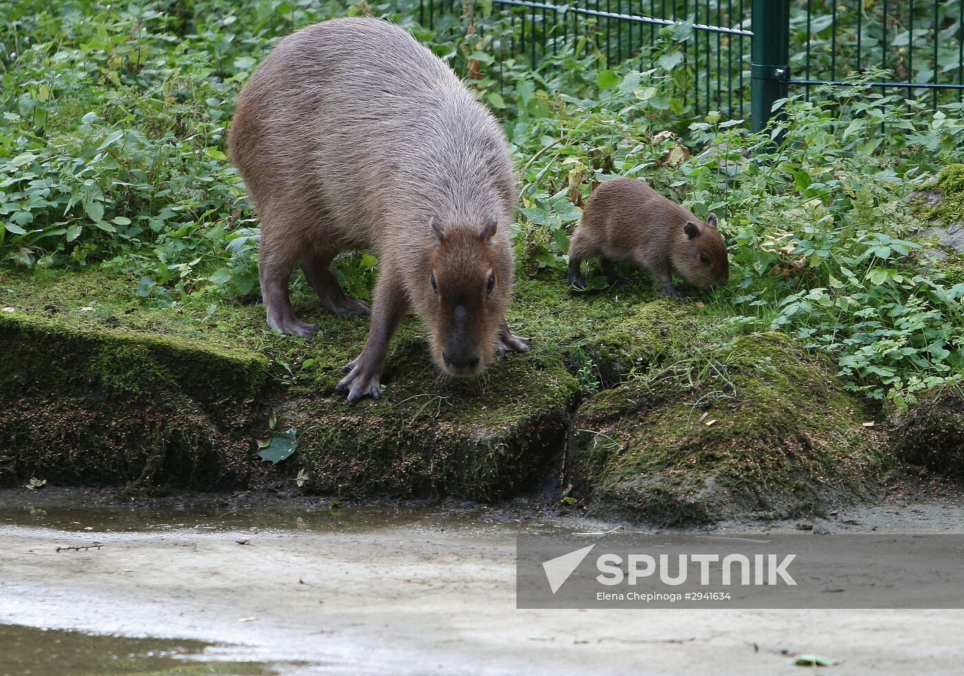 Capybaras at Kaliningrad Zoo