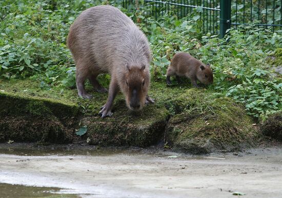 Capybaras at Kaliningrad Zoo