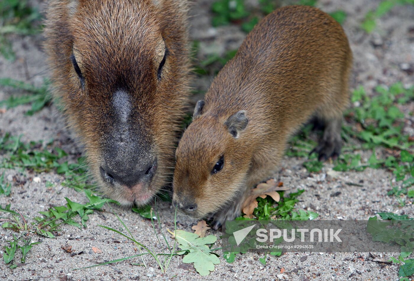 Capybaras at Kaliningrad Zoo
