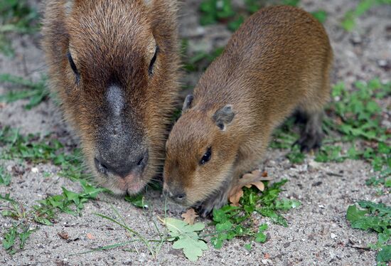 Capybaras at Kaliningrad Zoo