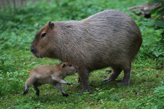 Capybaras at Kaliningrad Zoo