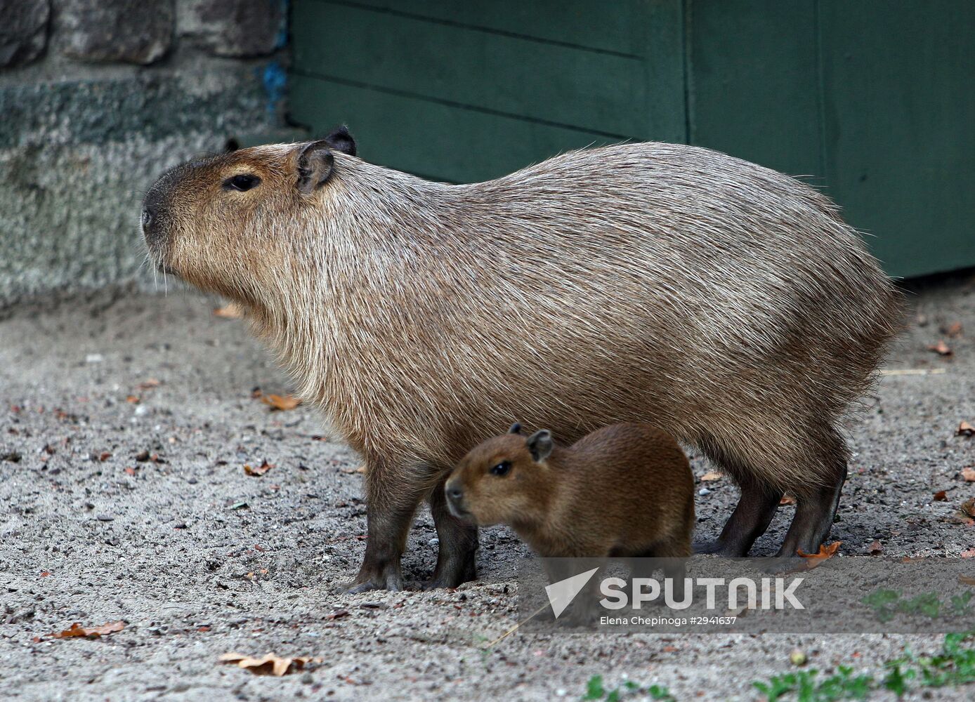 Capybaras at Kaliningrad Zoo