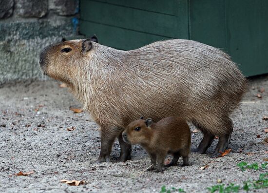 Capybaras at Kaliningrad Zoo