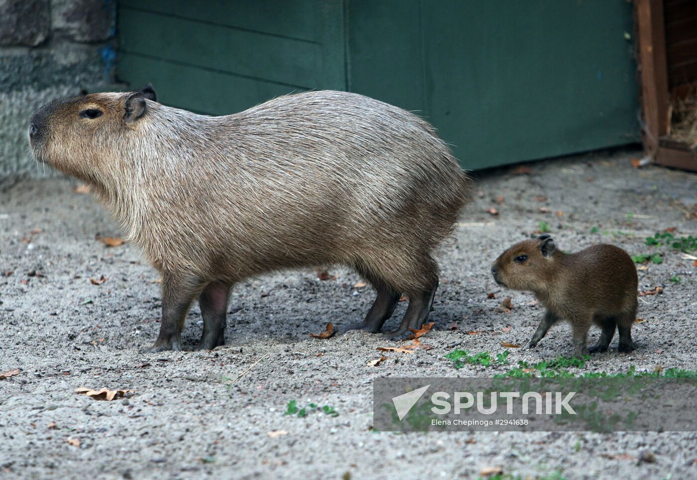 Capybaras at Kaliningrad Zoo
