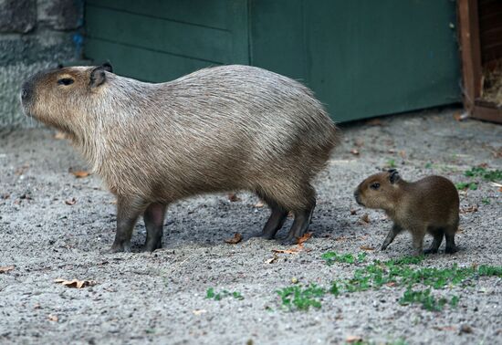 Capybaras at Kaliningrad Zoo