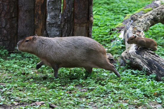 Capybaras at Kaliningrad Zoo