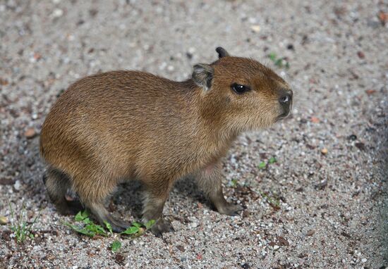 Capybaras at Kaliningrad Zoo