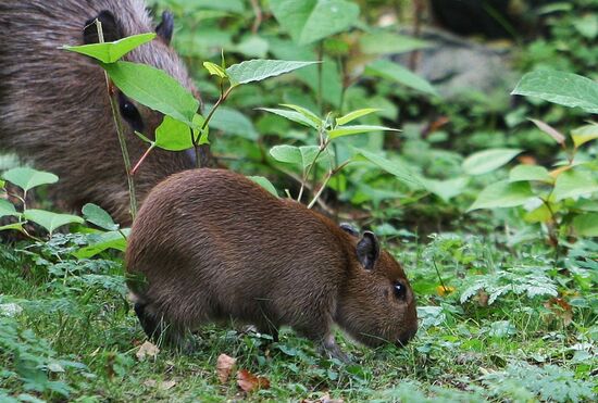 Capybaras at Kaliningrad Zoo