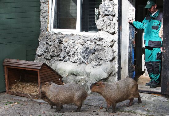 Capybaras at Kaliningrad Zoo