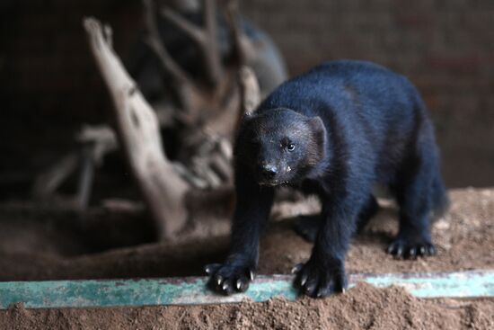Moscow Zoo nursery