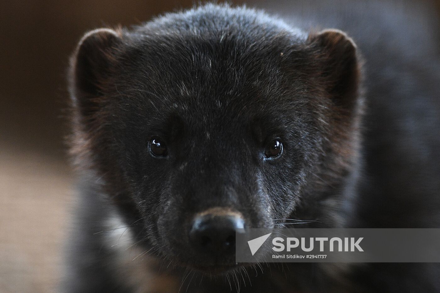 A wolverine at the Moscow Zoo nursery in Sychevo village, Volokolamsk district, Moscow Region. Location: Russia, Moscow region. Author: Ramil Sitdikov/Sputnik. Moscow Zoo nursery