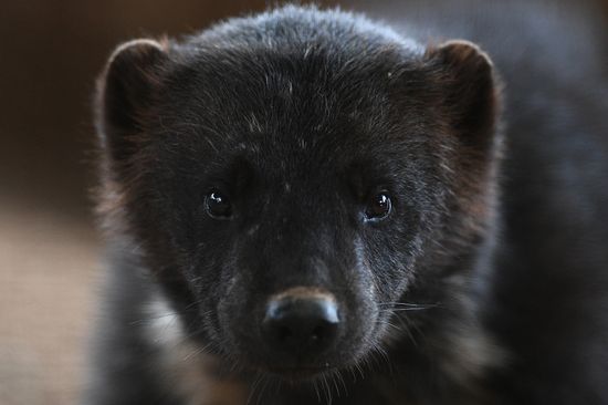 Moscow Zoo nursery
