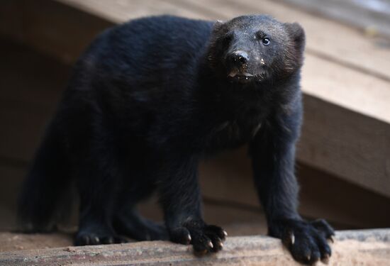 Moscow Zoo nursery