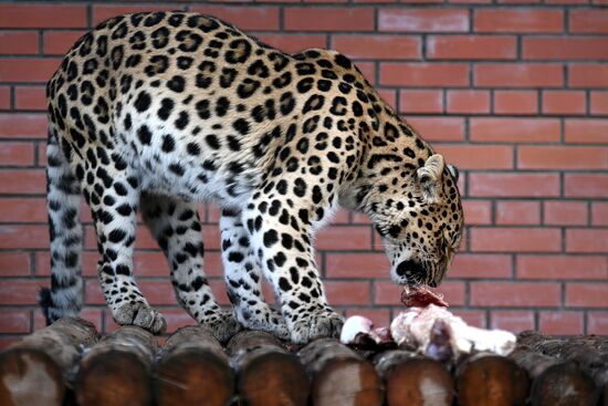 Moscow Zoo nursery