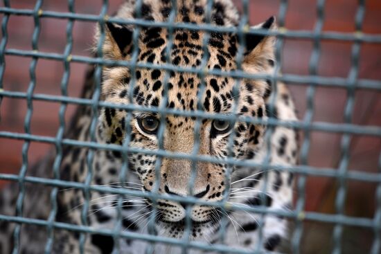 Moscow Zoo nursery