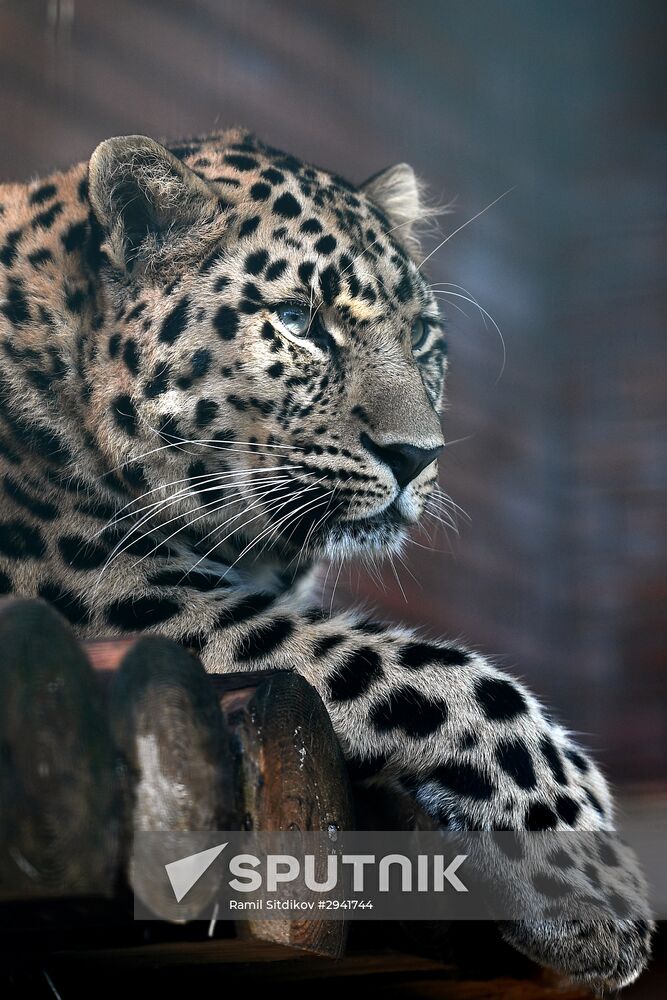 Moscow Zoo nursery