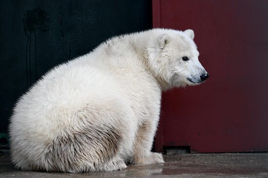 Moscow Zoo nursery