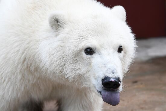 Moscow Zoo nursery
