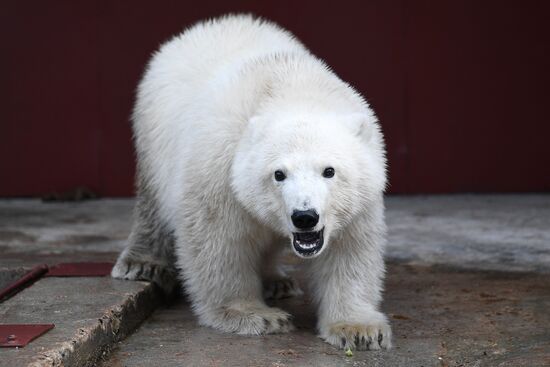 Moscow Zoo nursery