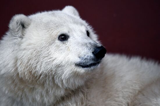 Moscow Zoo nursery