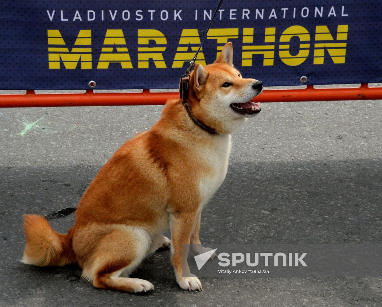 2016 Vladivostok marathon