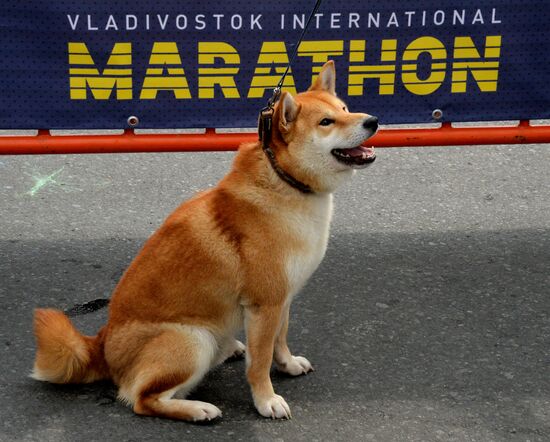 2016 Vladivostok marathon