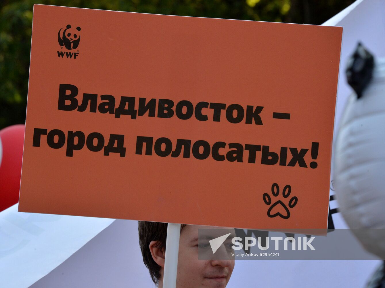 Tiger Day celebrated in Vladivostok