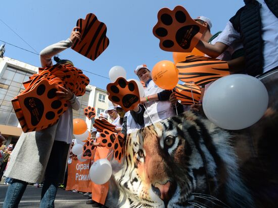 Tiger Day celebrated in Vladivostok