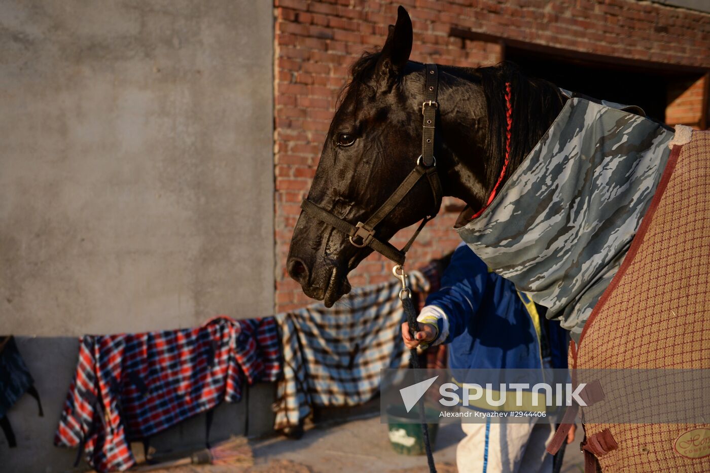 Governor's Cup horse racing in Novosibirsk